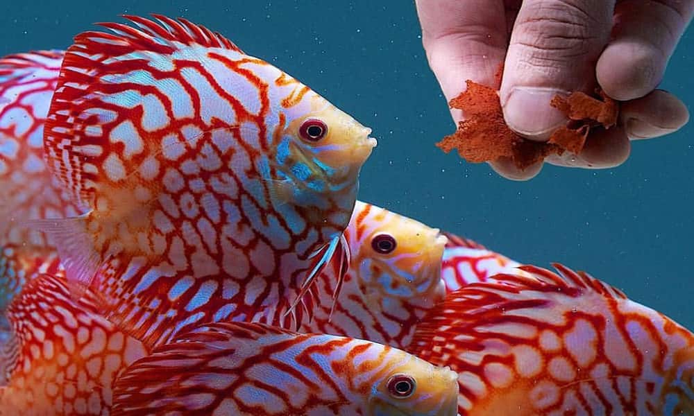 با خوراک ماهی چینه می توان تمام حیوانات جنگل آمازون را سیر کرد